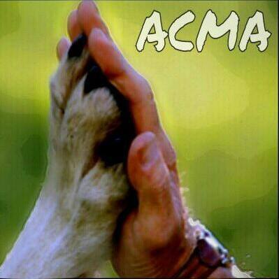 img principal ADOPTA Sitios Pet Friendly