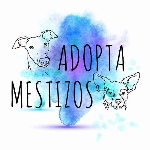 img principal ADOPTA Sitios Pet Friendly