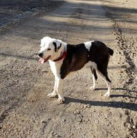 img principal ADOPTA Sitios Pet Friendly