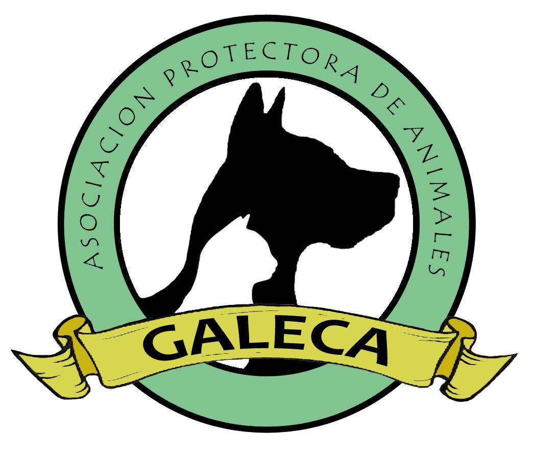 img principal ADOPTA Sitios Pet Friendly
