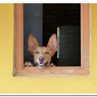 img principal ADOPTA Sitios Pet Friendly
