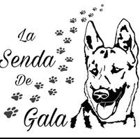 img principal ADOPTA Sitios Pet Friendly