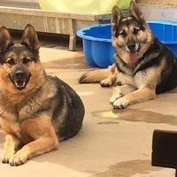 img principal ADOPTA Sitios Pet Friendly