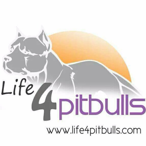 img principal ADOPTA Sitios Pet Friendly