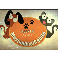 img principal ADOPTA Sitios Pet Friendly