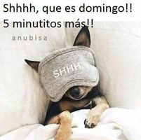 img principal ADOPTA Sitios Pet Friendly