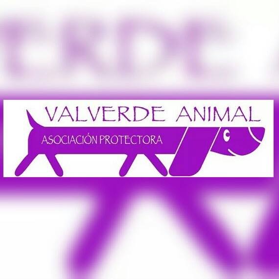 img principal ADOPTA Sitios Pet Friendly