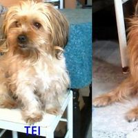 img principal ADOPTA Sitios Pet Friendly