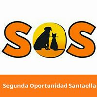img principal ADOPTA Sitios Pet Friendly