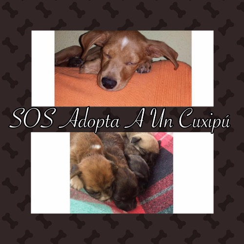img principal ADOPTA Sitios Pet Friendly