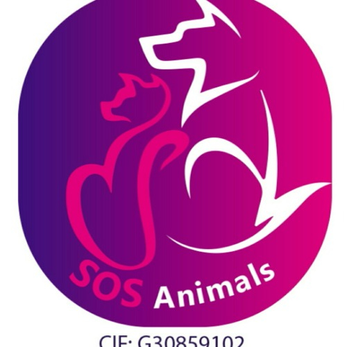 img principal ADOPTA Sitios Pet Friendly