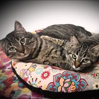 img principal ADOPTA Sitios Pet Friendly
