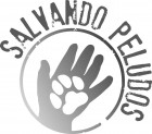 img principal ADOPTA Sitios Pet Friendly