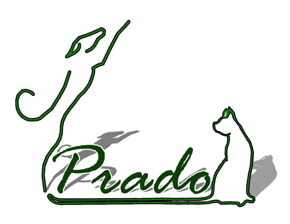 img principal ADOPTA Sitios Pet Friendly