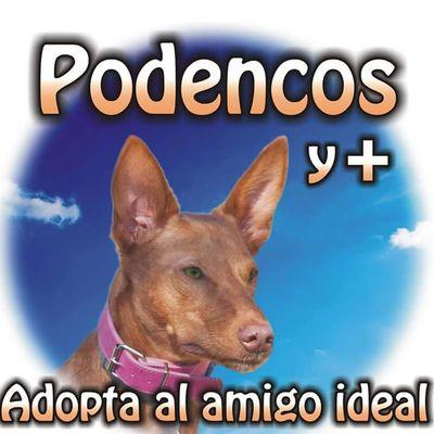 img principal ADOPTA Sitios Pet Friendly