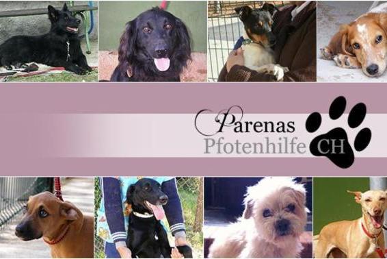 img principal ADOPTA Sitios Pet Friendly