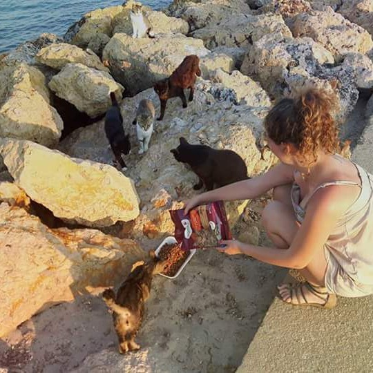 img principal ADOPTA Sitios Pet Friendly