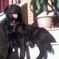 img principal ADOPTA Sitios Pet Friendly