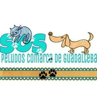 img principal ADOPTA Sitios Pet Friendly