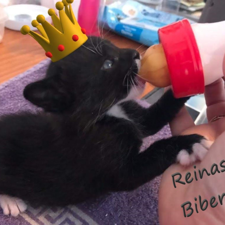Las Reinas del Biberón Asociación de animales en Alicante (Alacant), Alicante ADOPTA Sitios Pet Friendly 