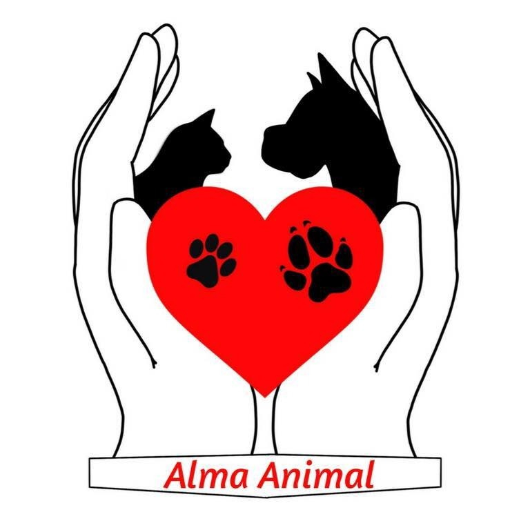 img principal ADOPTA Sitios Pet Friendly