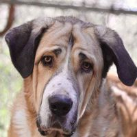 img principal ADOPTA Sitios Pet Friendly