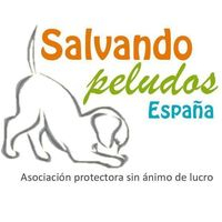 img principal ADOPTA Sitios Pet Friendly