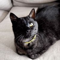 Gatalunya Asociación de animales en Barcelona, Barcelona ADOPTA Sitios Pet Friendly