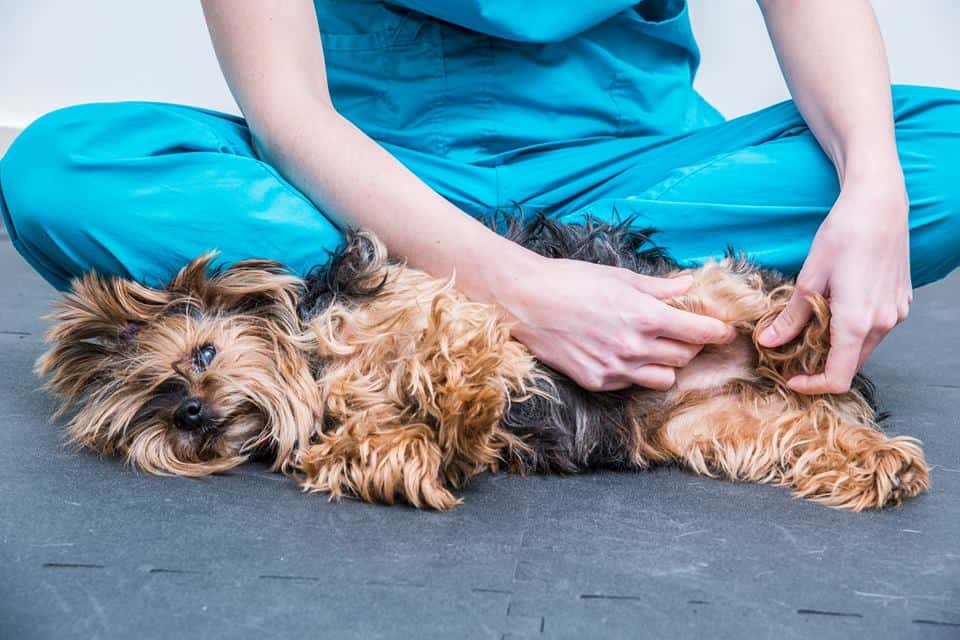 Centro Veterinario Iteca