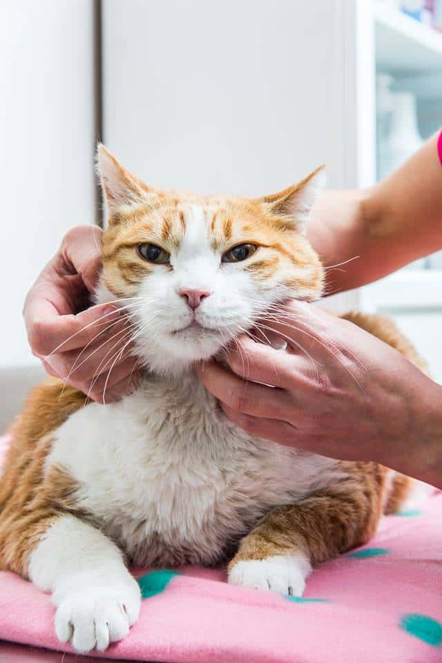 Centro Veterinario Iteca