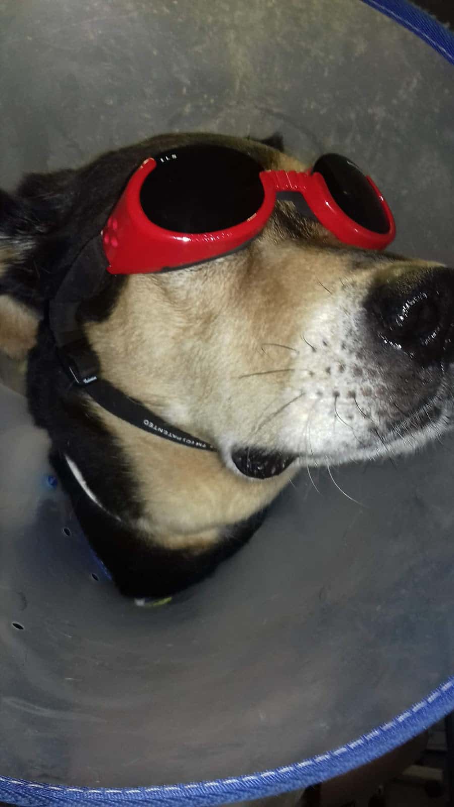 Clínica Veterinaria Alcalá