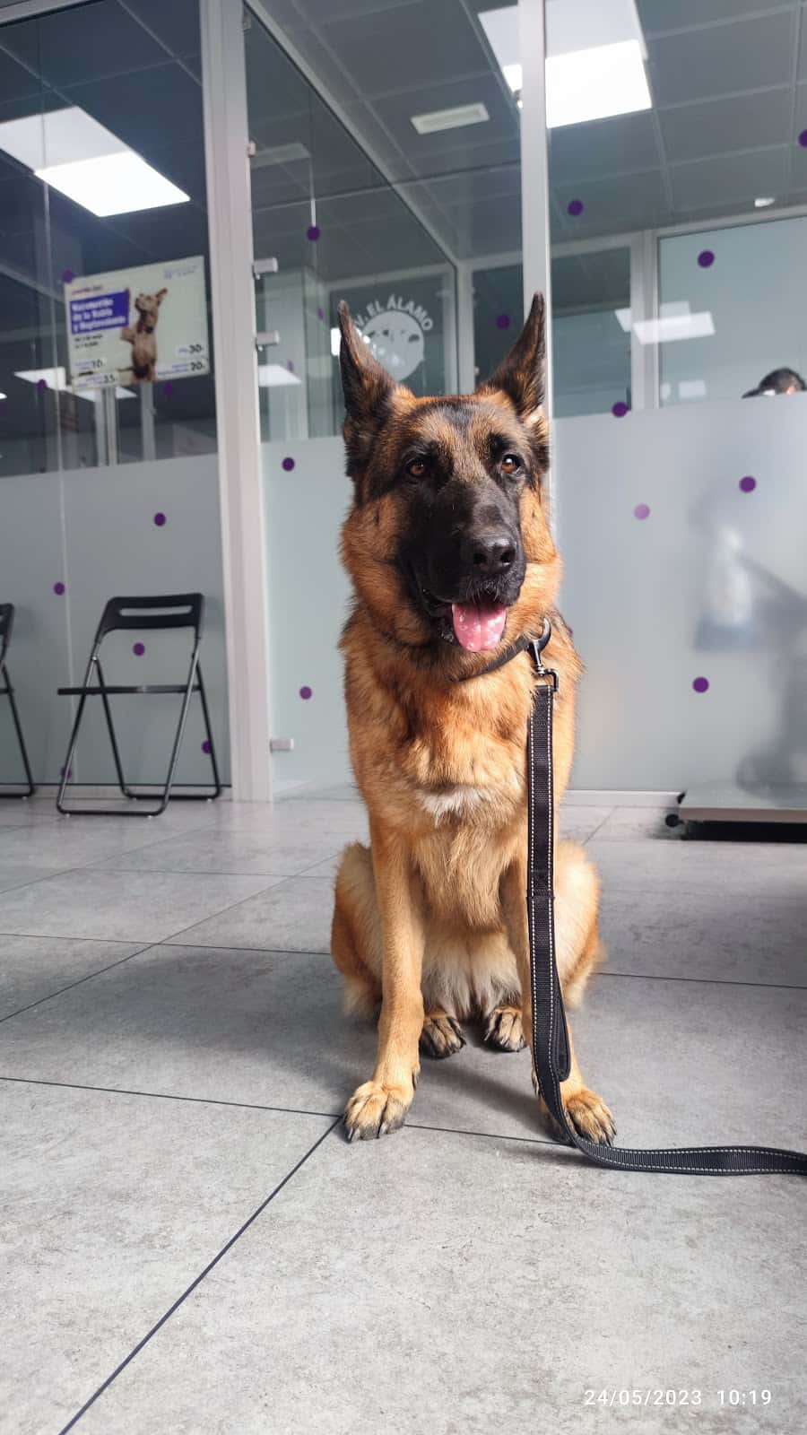 CLINICA VETERINARIA EL ALAMO