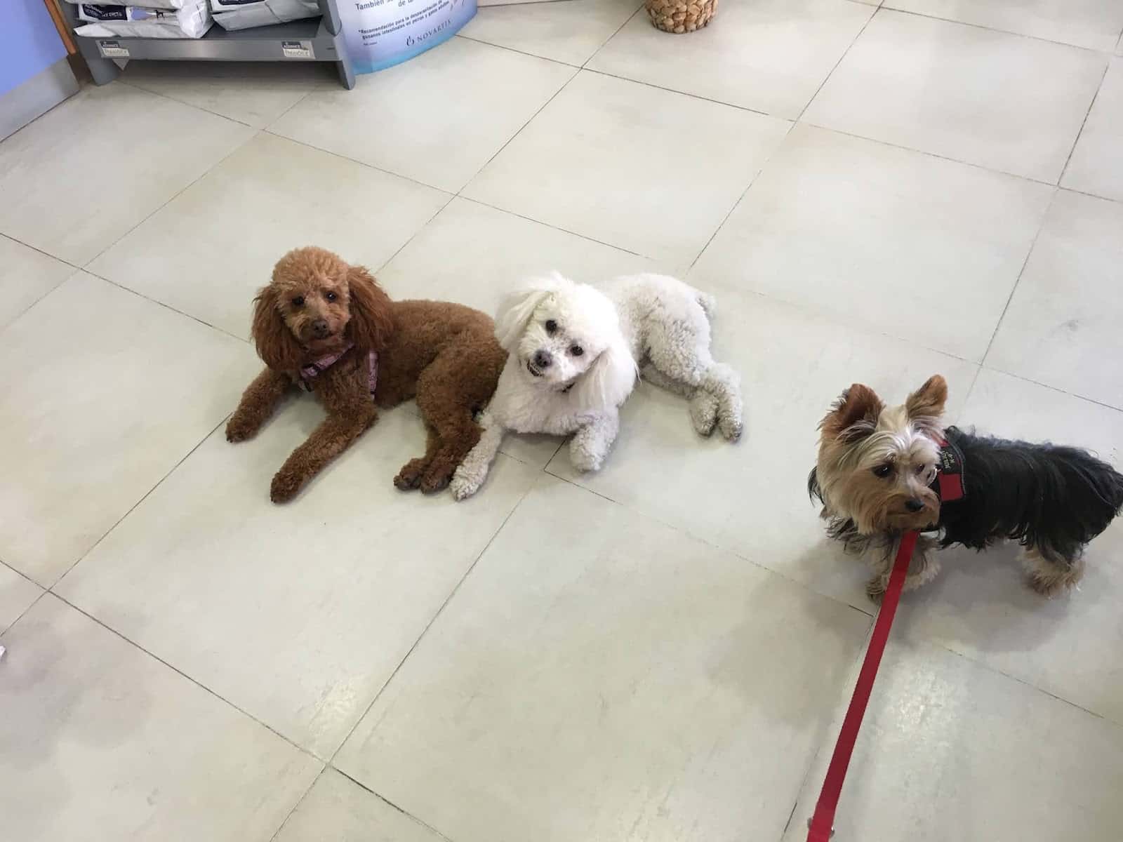 CLÍNICA VETERINARIA PASEO DE LA ESTACIÓN. ABIERTO 24 H.