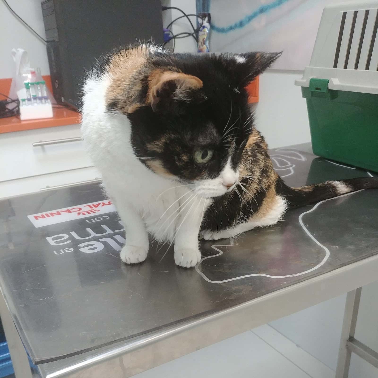 Hospital Veterinario Alcor