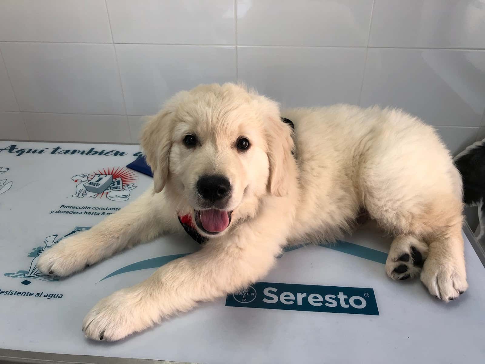 clinica veterinaria navalvet veterinario clinica en navalcarnero en madrid principalImage ADOPTA Sitios Pet Friendly