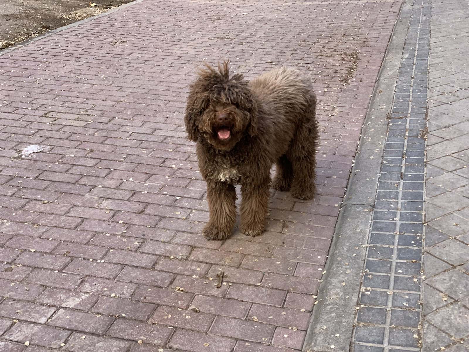 Clínica Veterinaria Serbal