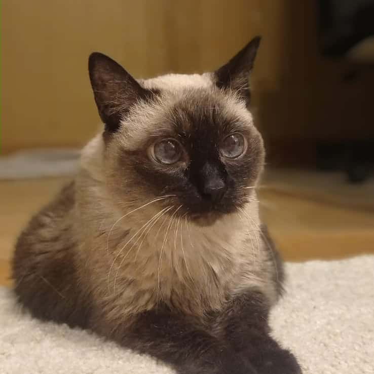 Clínica Veterinaria Serbal
