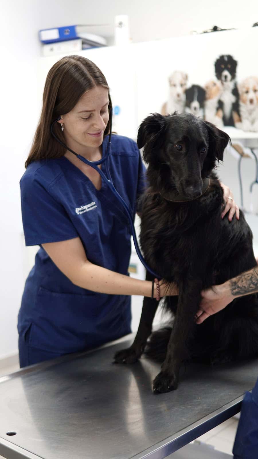hospital veterinario la moraleja  grupo penagrande veterinario hospital en alcobendas en madrid principalImage ADOPTA Sitios Pet Friendly