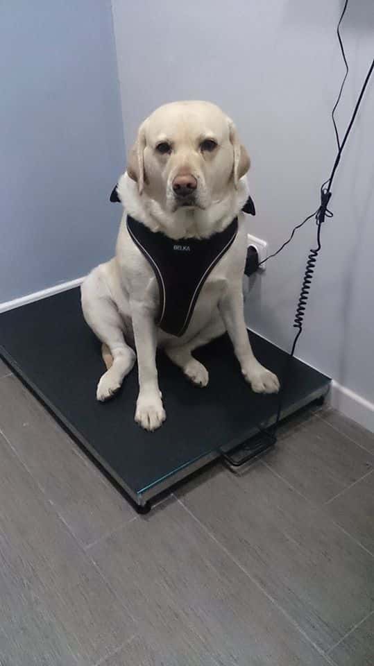 Clínica Veterinaria Mahes