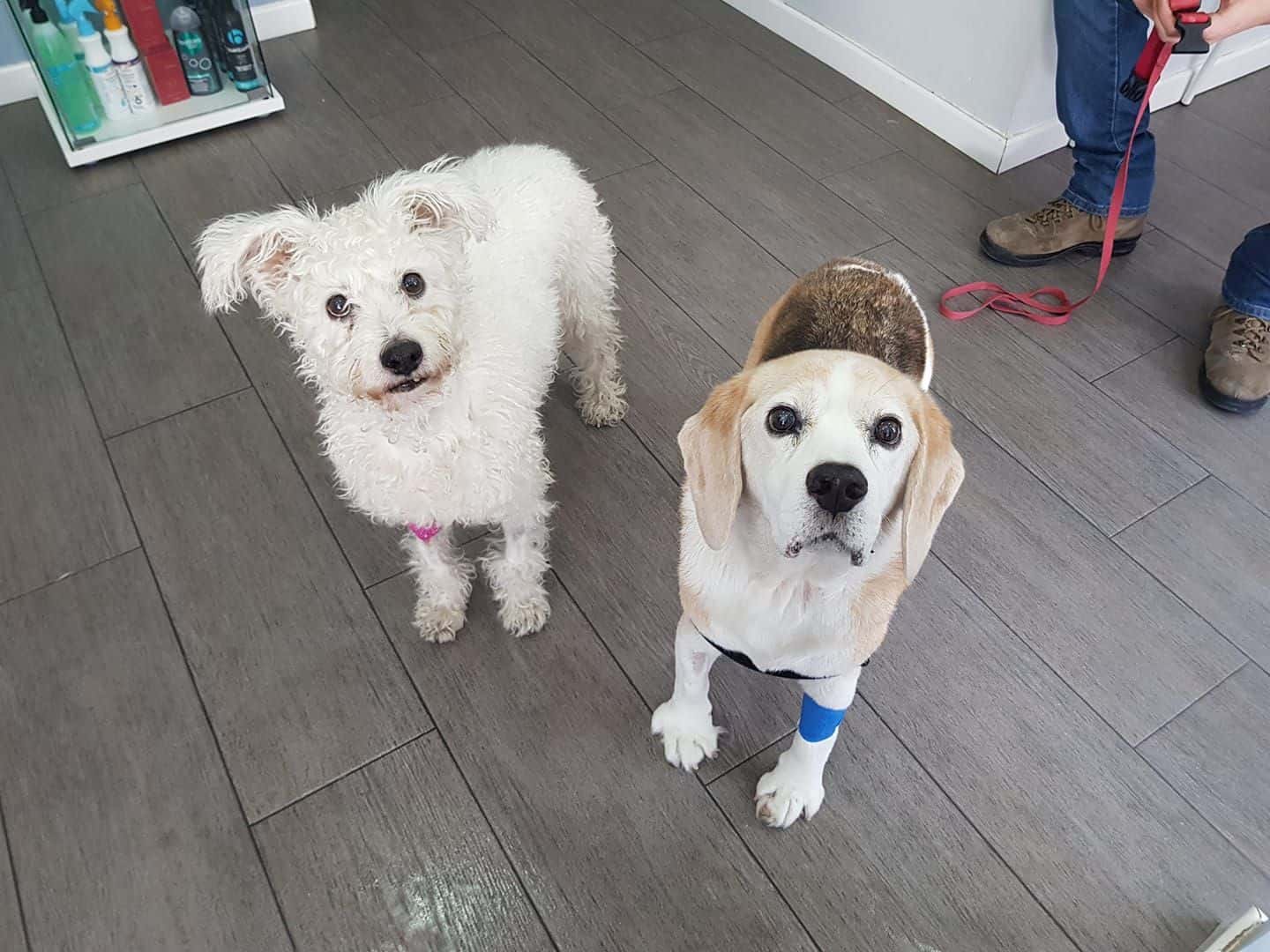 Clínica Veterinaria Mahes