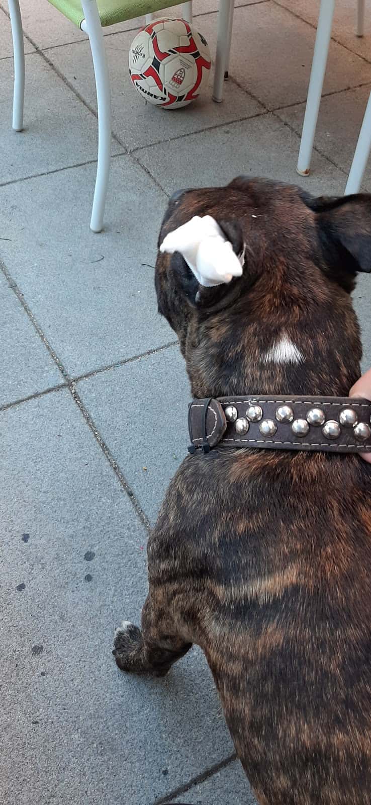 Centro Veterinario GRAN DANES