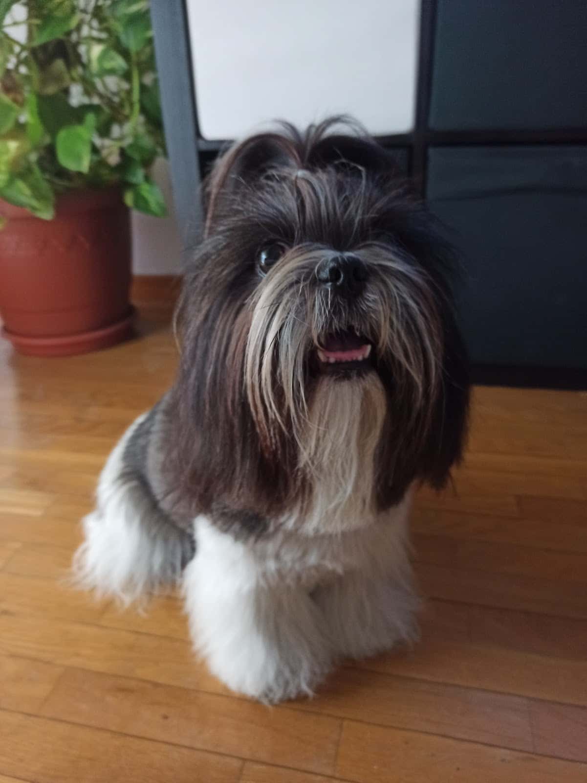 Clínica Veterinaria Adel