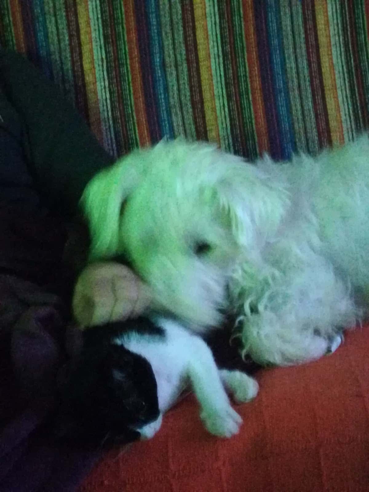 Clínica Veterinaria Oslo