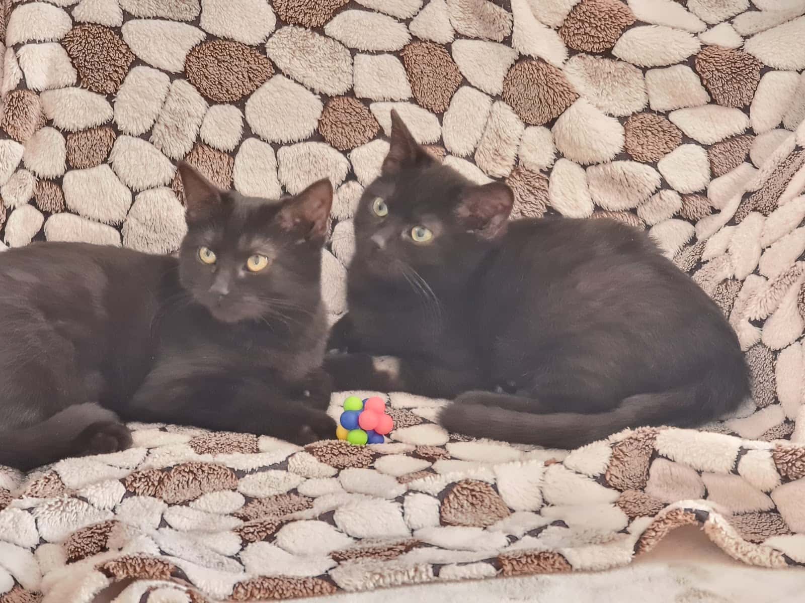 Medivet Ginzo de Limia