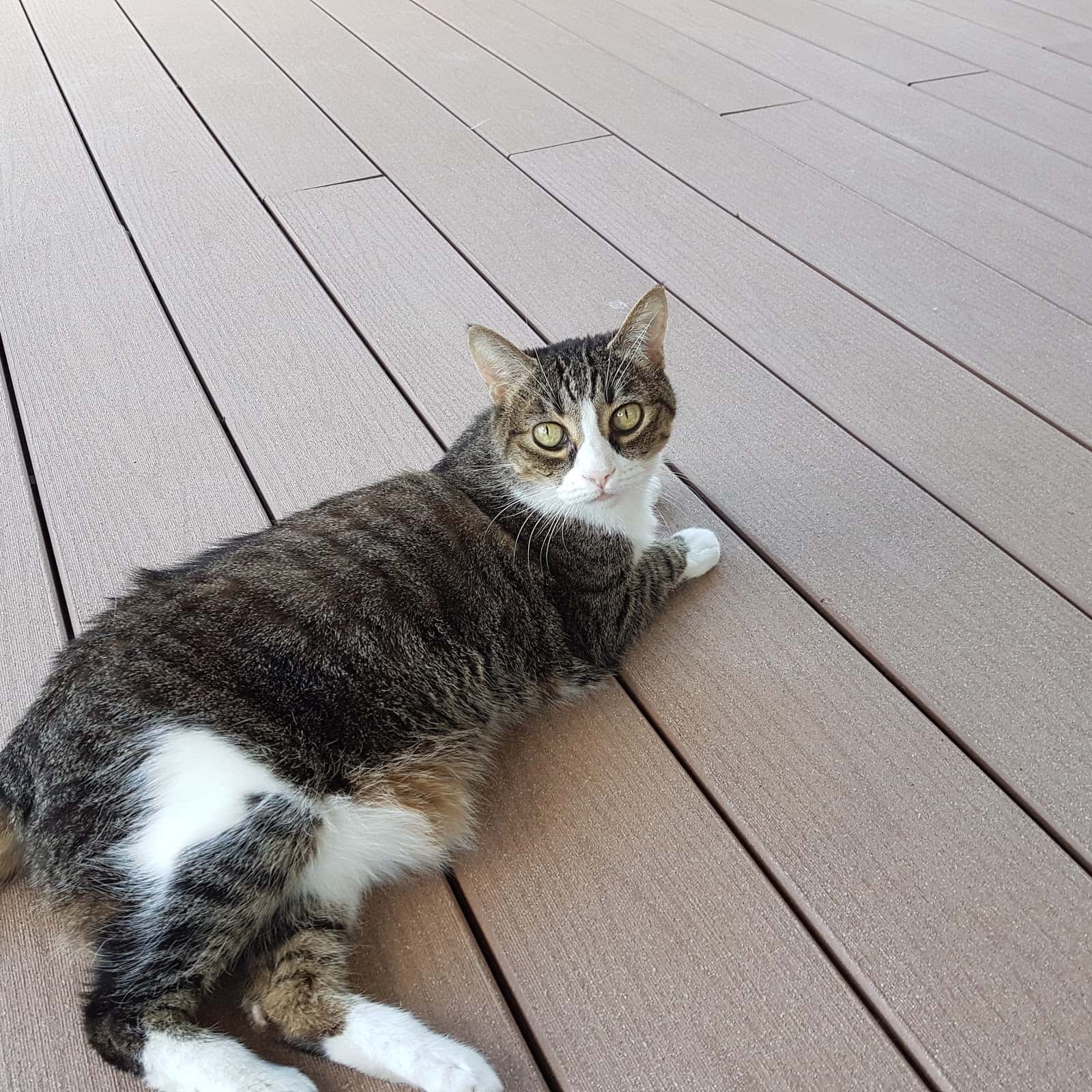 Medivet Ginzo de Limia