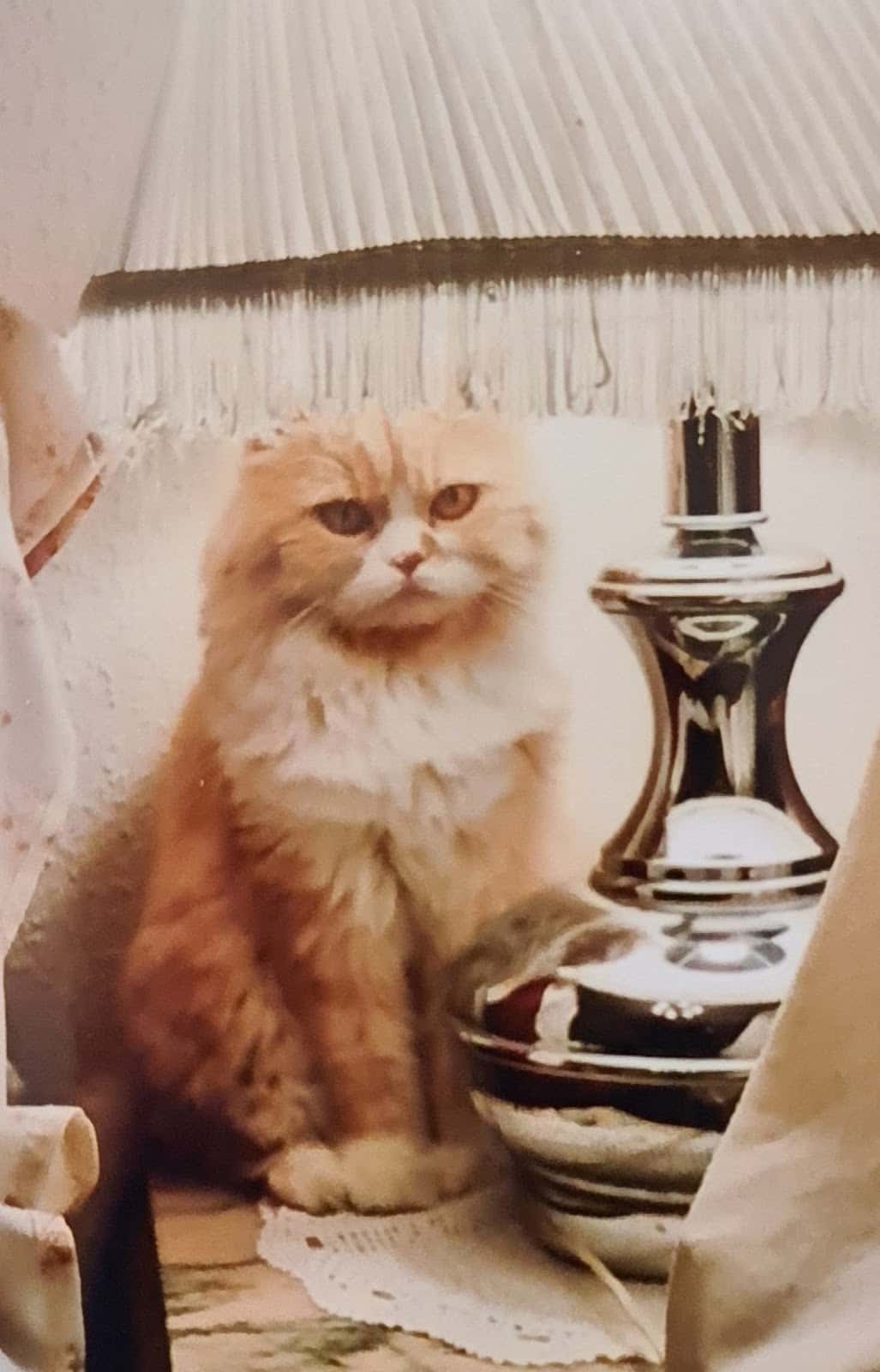 Medivet Ginzo de Limia