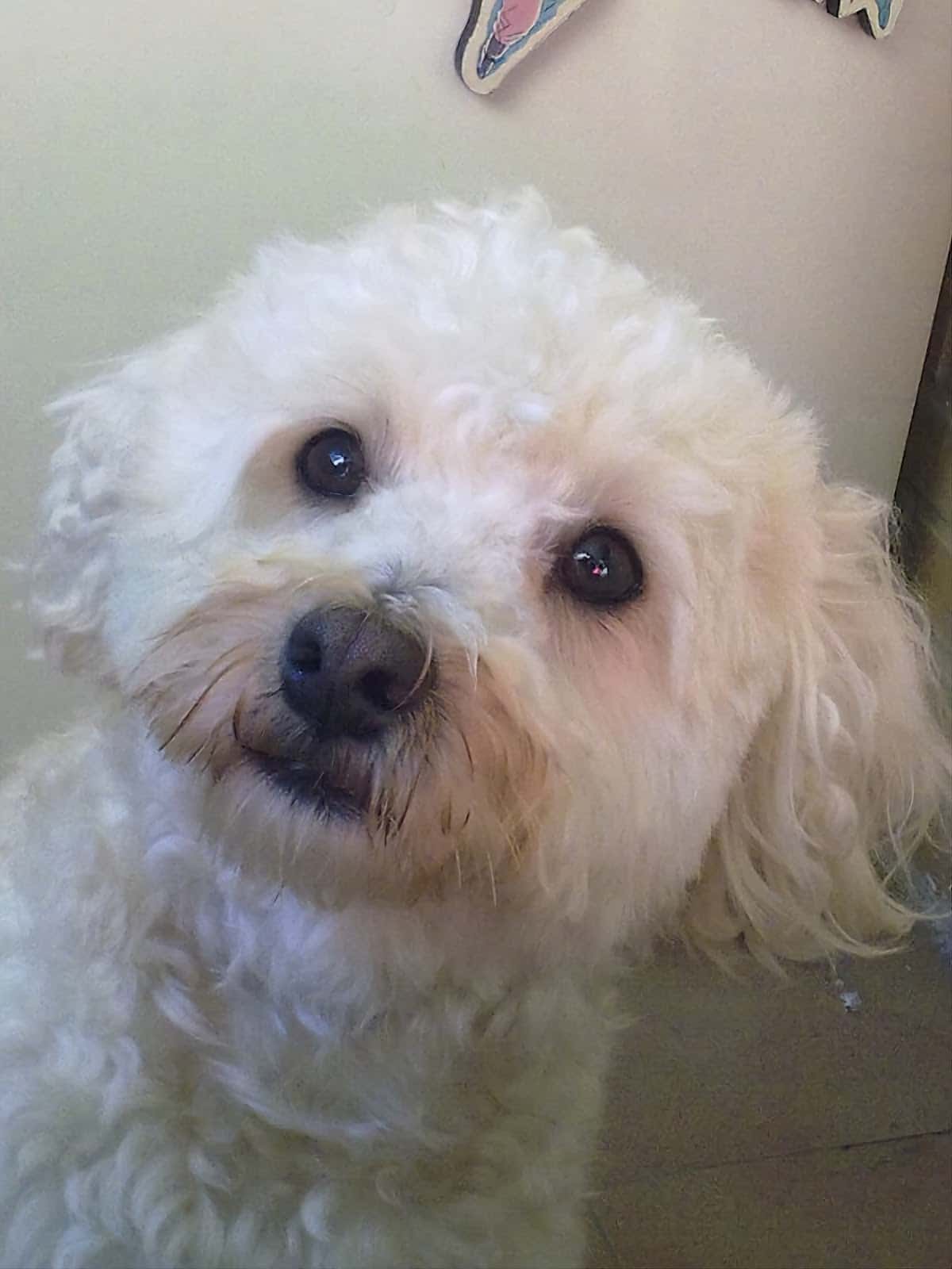 Clínica Veterinaria Cachorros
