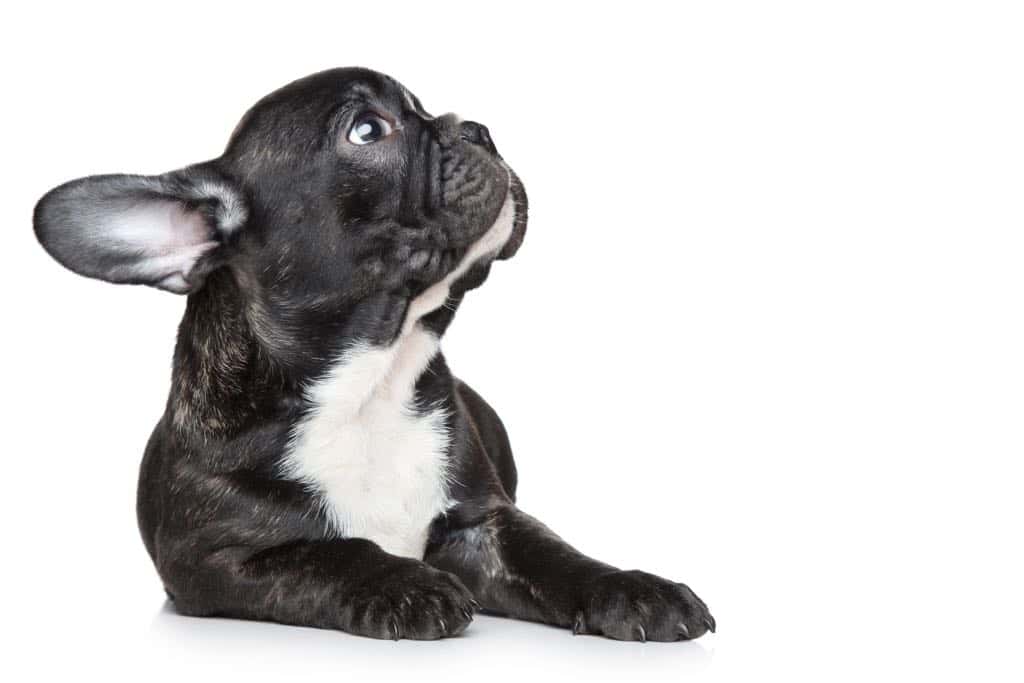 clinica veterinaria cachorros veterinario clinica en torrejon de ardoz en madrid principalImage ADOPTA Sitios Pet Friendly