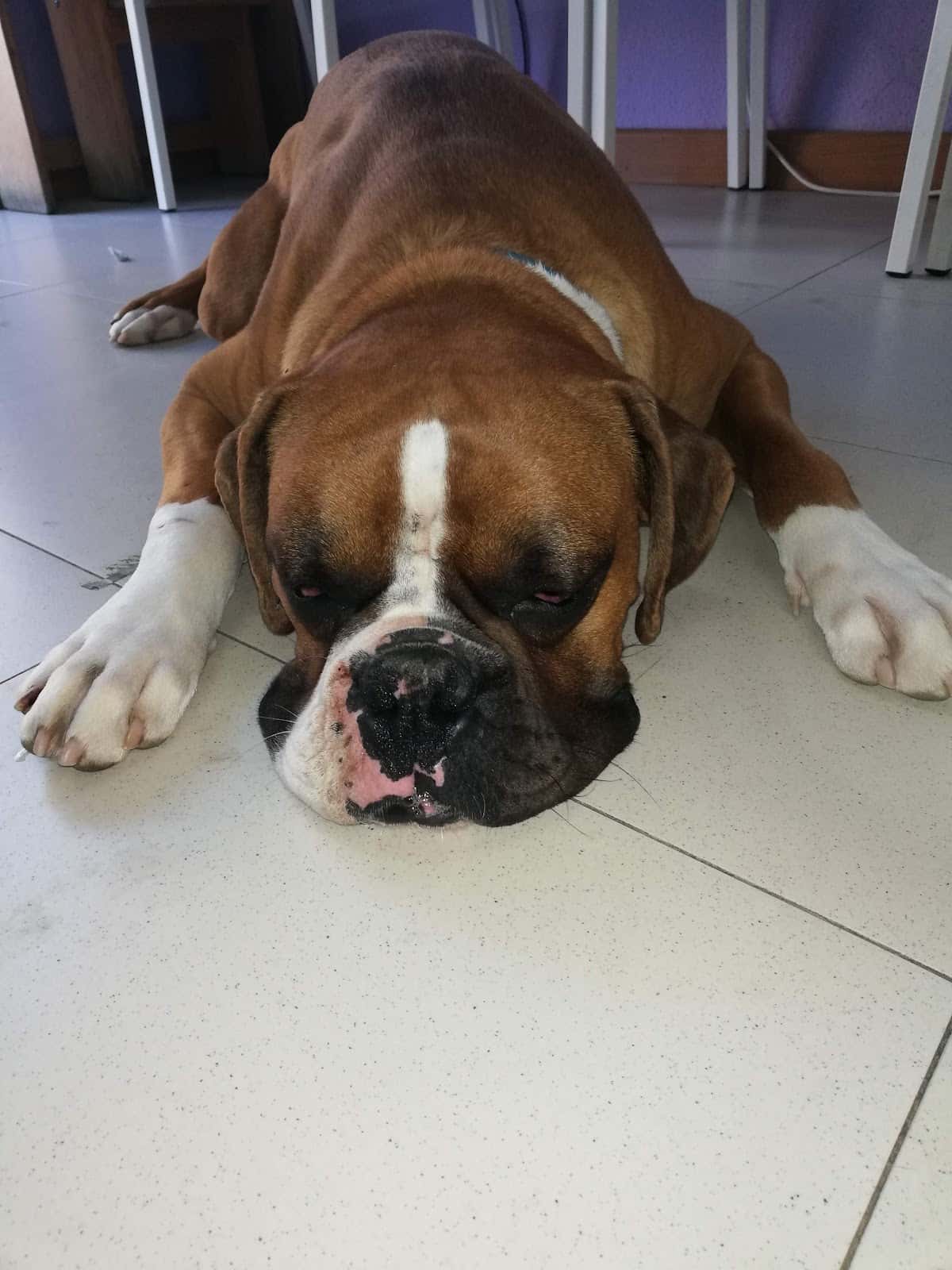 Clínica Veterinaria Daganzo