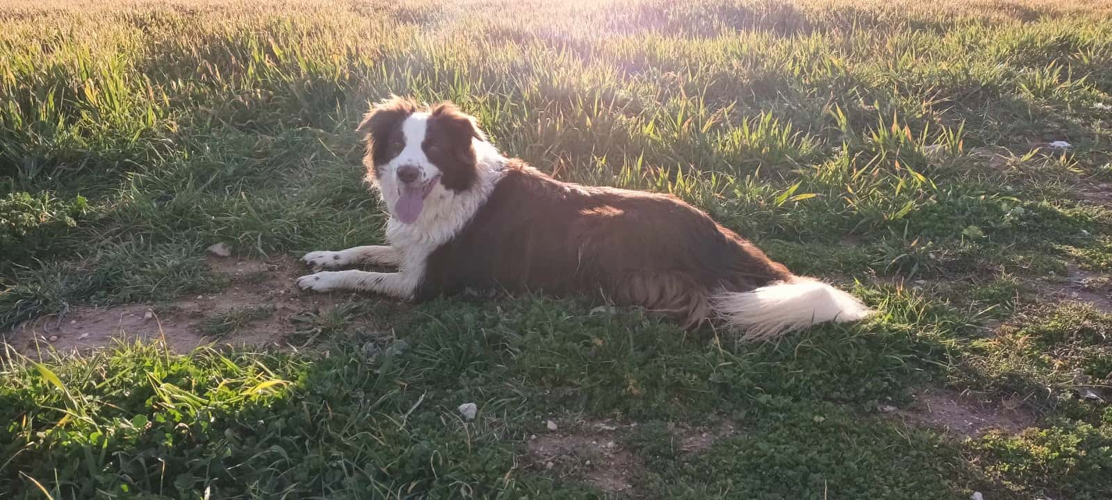 Clinica Veterinaria Alalpardo